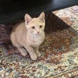 Papaya, a Adoptable Domestic Short Hair in Pickering, ON image 4/6