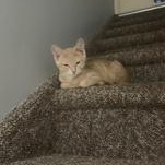 Papaya, a Adoptable Domestic Short Hair in Pickering, ON image 5/6