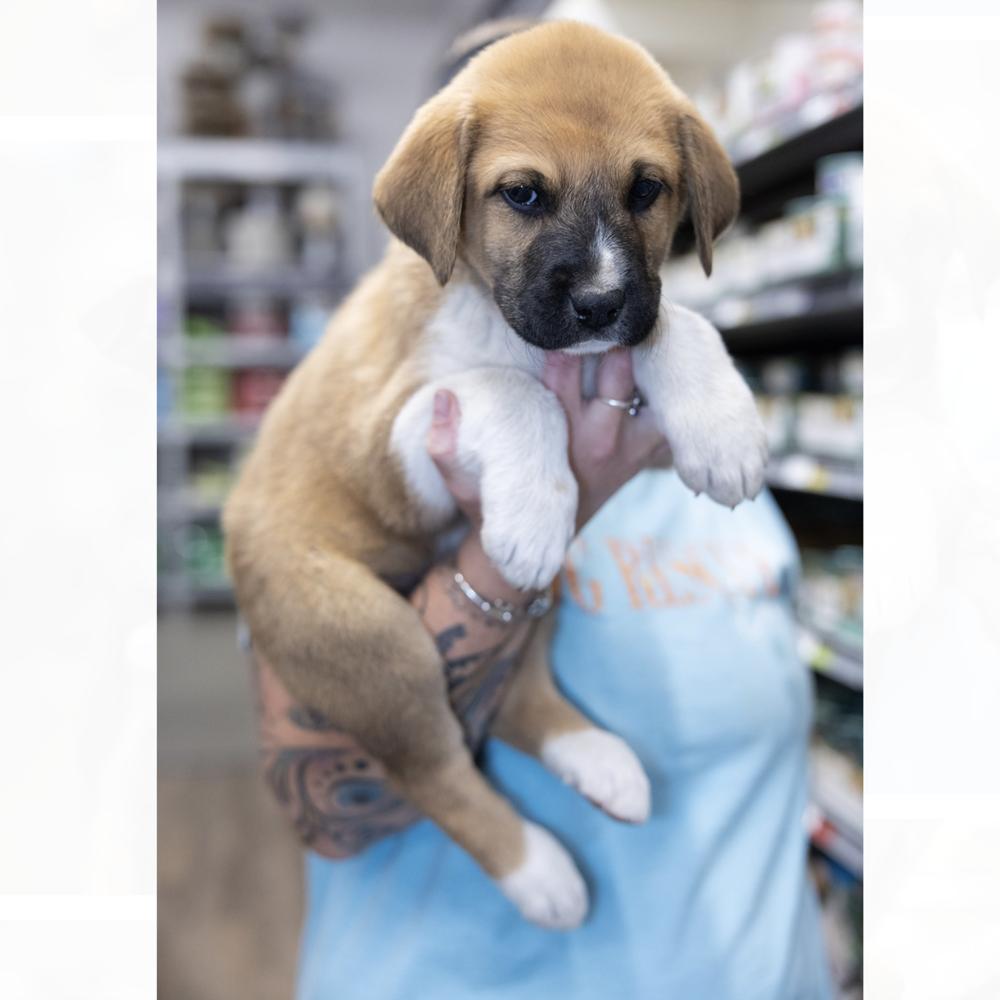 Sherlock, Adoptable, Puppy Male Shepherd.