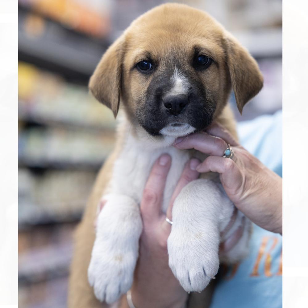 Enlarge Sherlock, a Adoptable mixed breed in Clovis, NM image 2/3