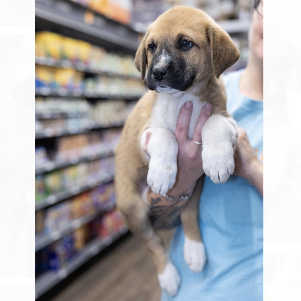 Enlarge Sherlock, a Adoptable mixed breed in Clovis, NM image 3/3