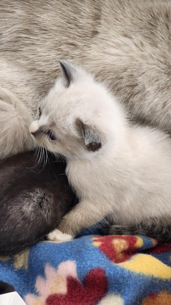 Enlarge Delaware, a Adoptable mixed breed in Brownwood, TX image 1/1