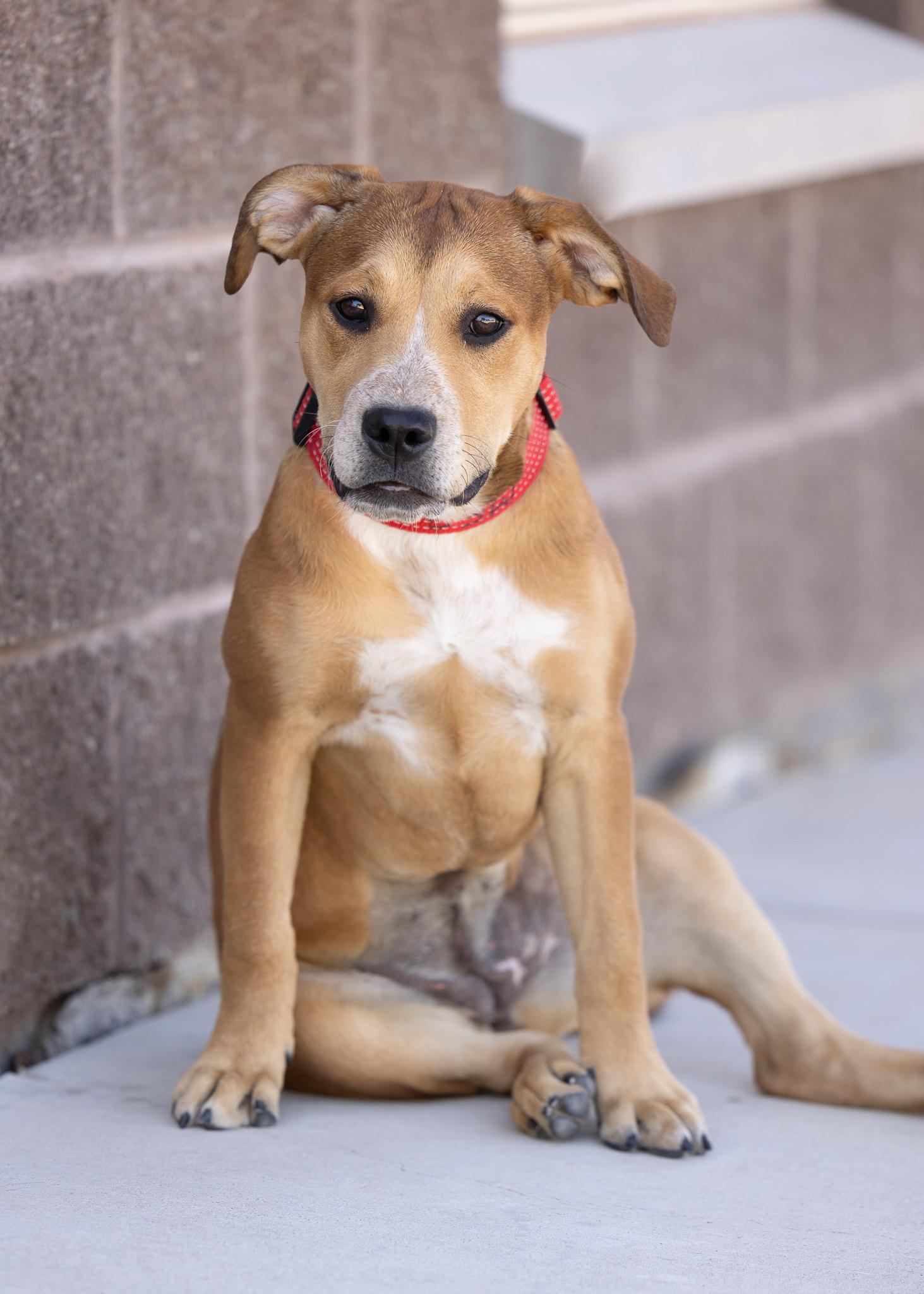 Enlarge GOOSE, an adopted mixed breed in Moab, UT image 1/1