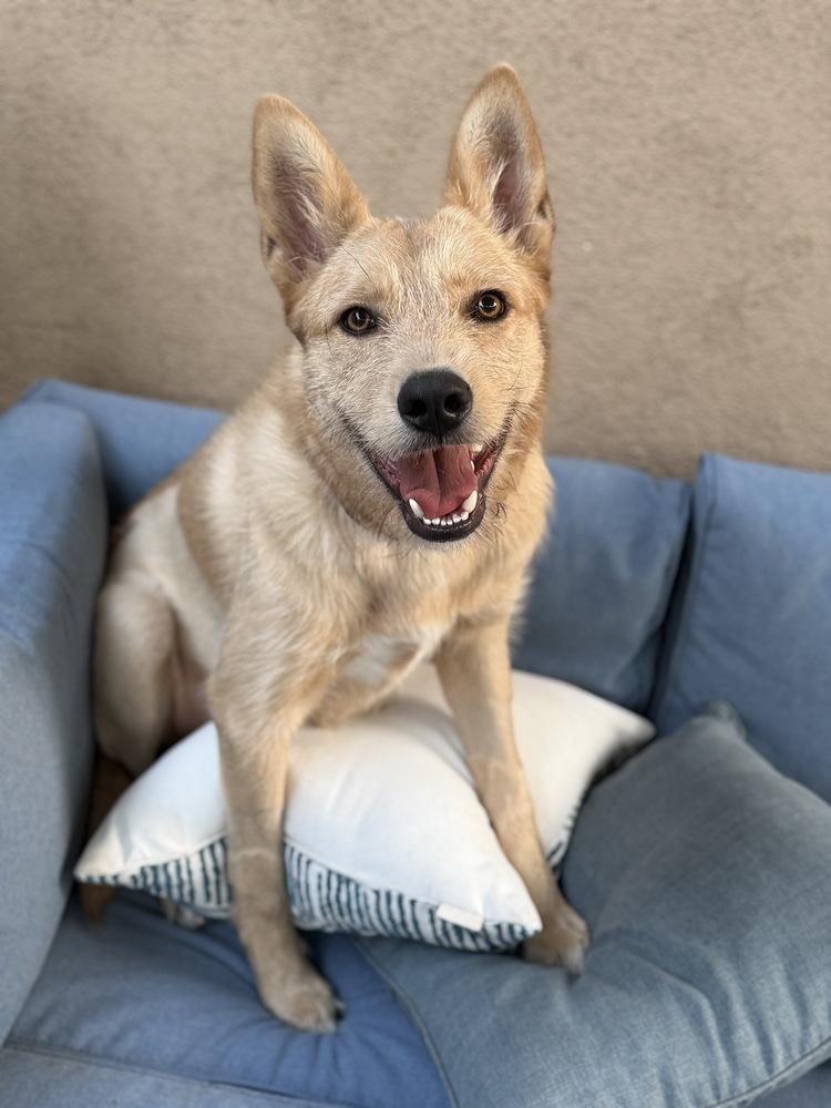Dugout, Adoptable, Young Male Australian Cattle Dog / Blue Heeler & Terrier.