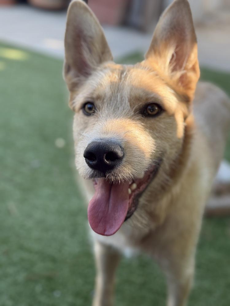 Dugout, a Adoptable mixed breed in Canyon Country, CA image 2/4
