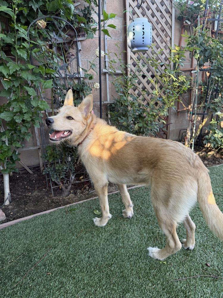 Dugout, a Adoptable mixed breed in Canyon Country, CA image 3/4