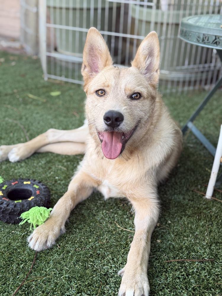Dugout, a Adoptable mixed breed in Canyon Country, CA image 4/4