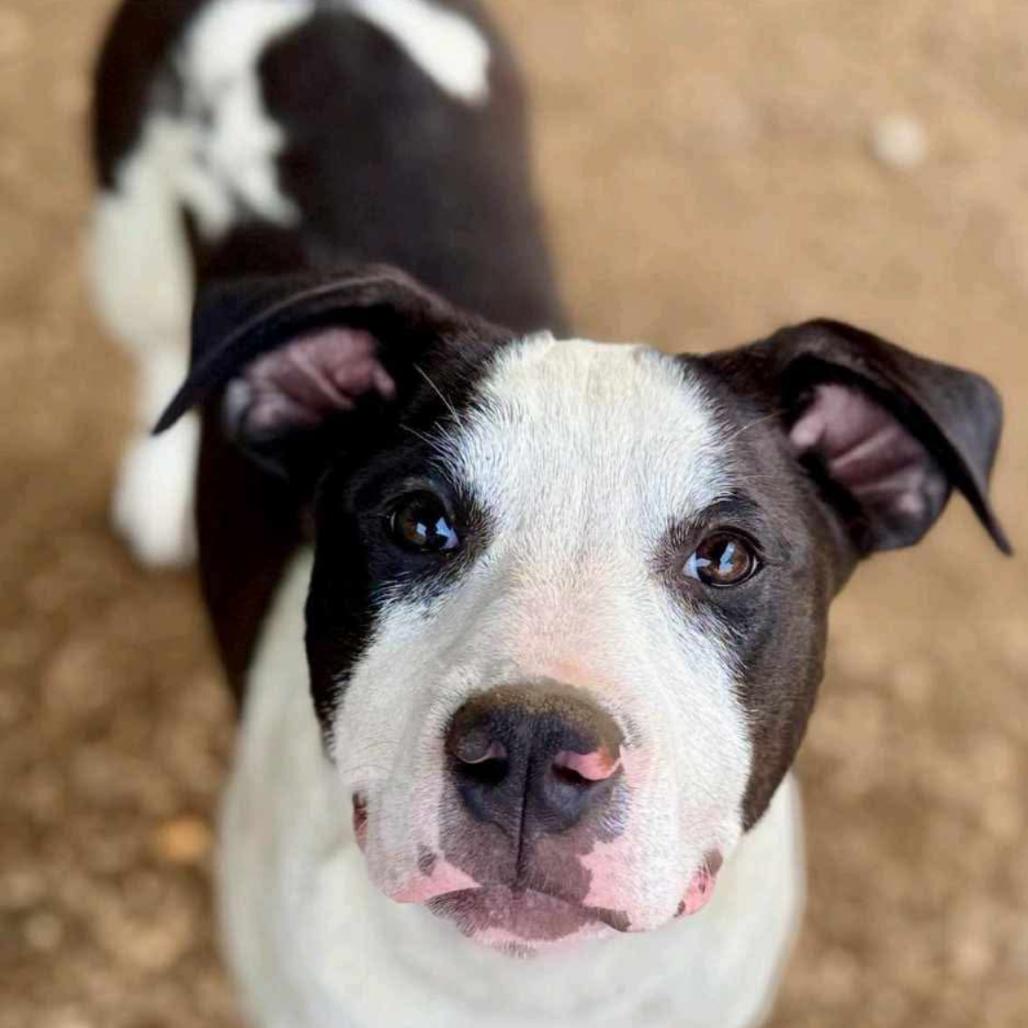 Enlarge Bull Lee Tucker, a Adoptable mixed breed in Wadena, MN image 1/6