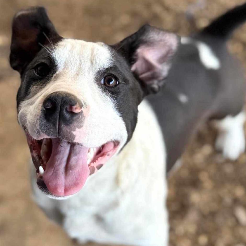 Enlarge Bull Lee Tucker, a Adoptable mixed breed in Wadena, MN image 4/6