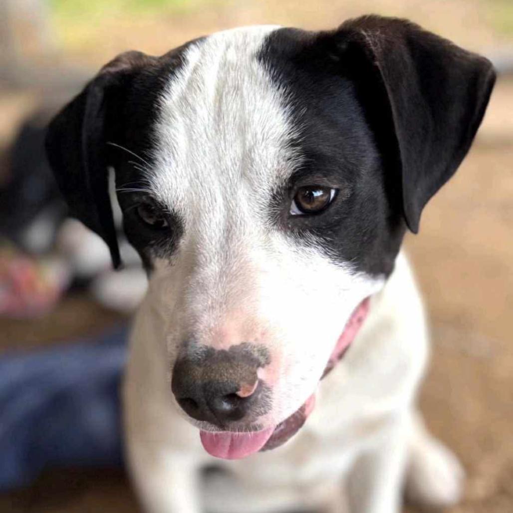 Enlarge Bull Lee Tucker, a Adoptable mixed breed in Wadena, MN image 6/6