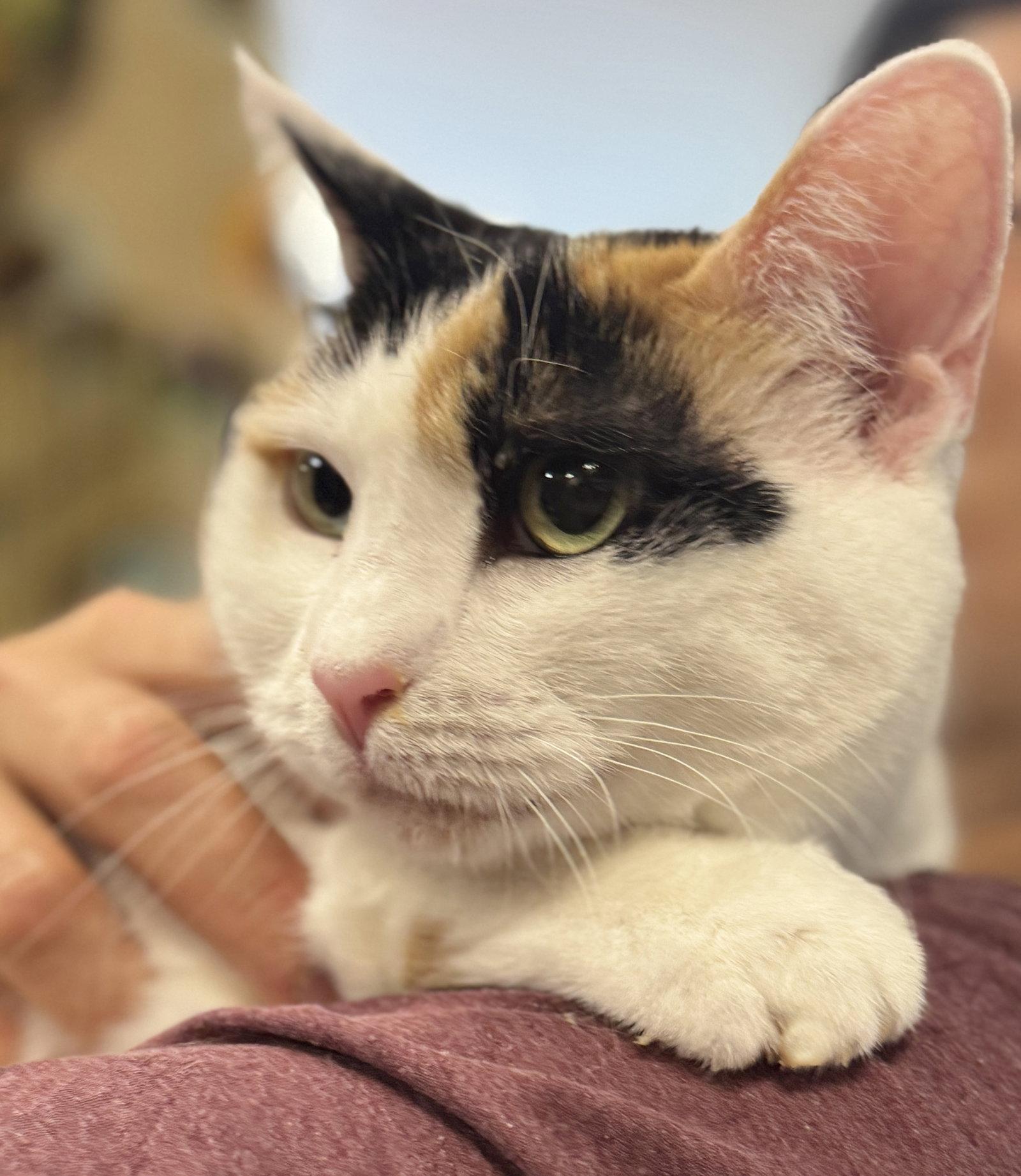 Enlarge Reese Whiskerspoon, a Adoptable Domestic Short Hair in Brooklyn, NY image 3/3