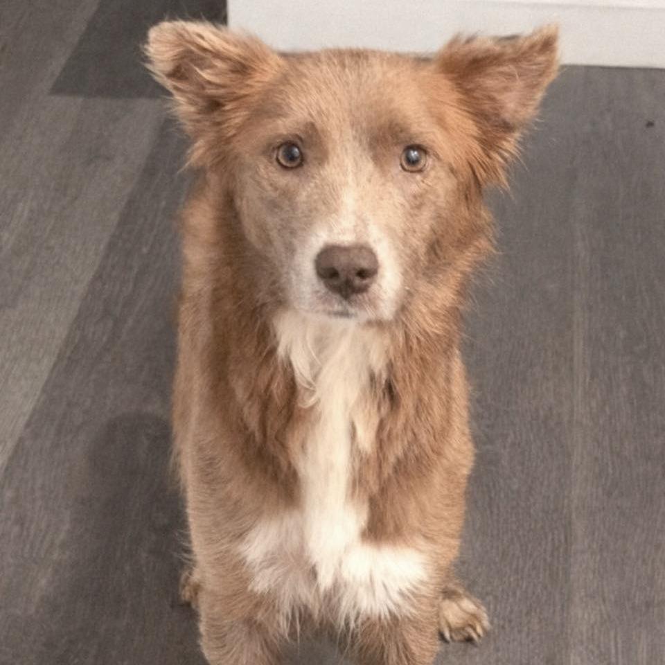 Grace, Adoptable, Adult Female Border Collie.