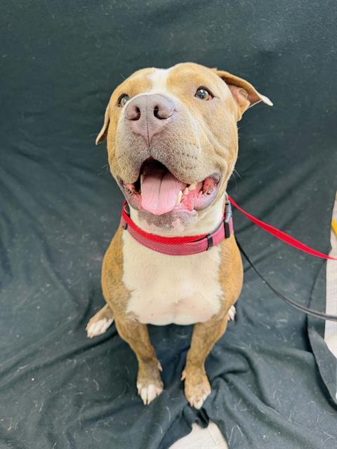 Enlarge PRINCE, a Adoptable American Bulldog in Winter Haven, FL image 1/1