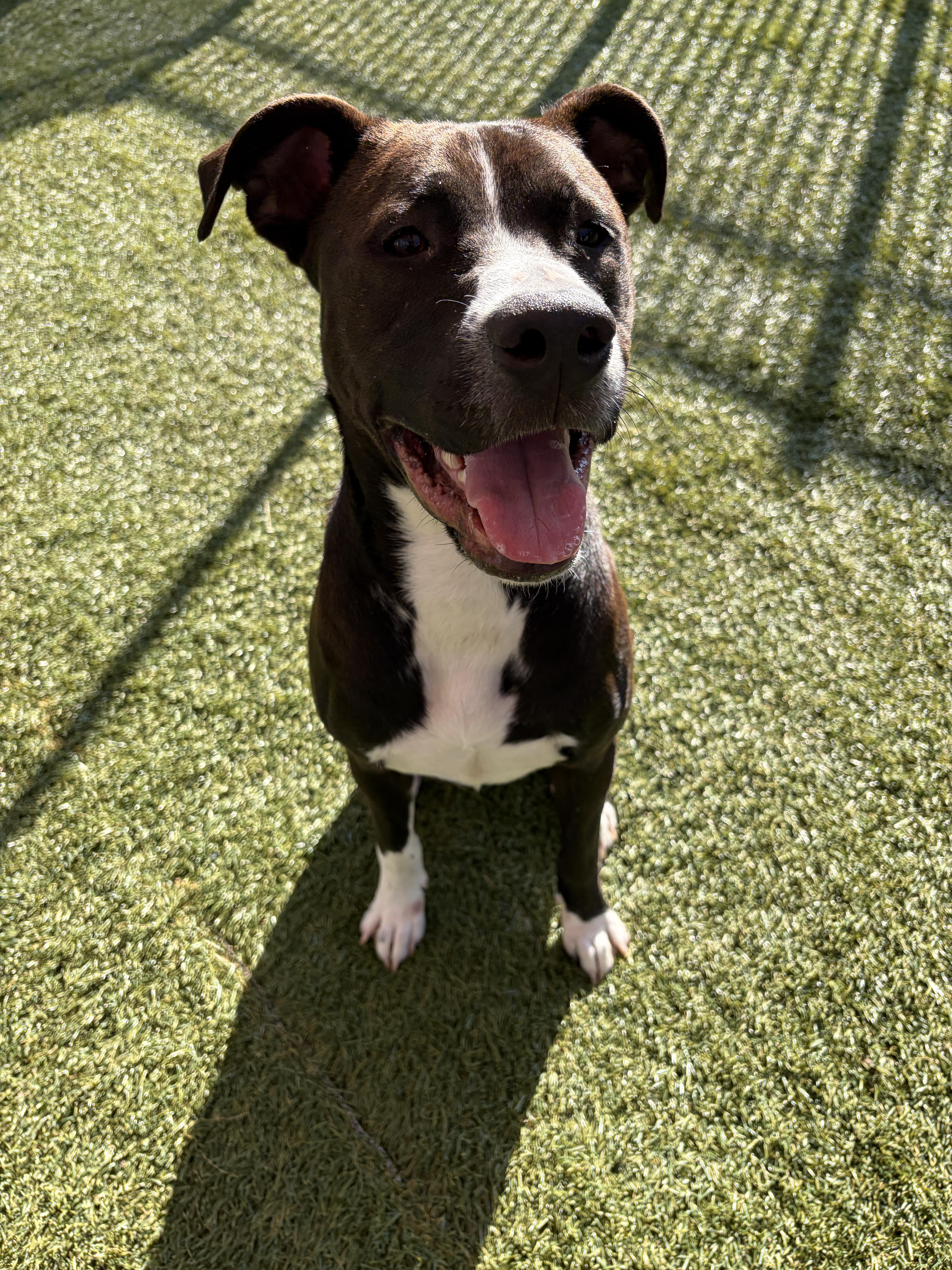 Nico, a ADOPTABLE mixed breed in Waxhaw, NC image 3/6
