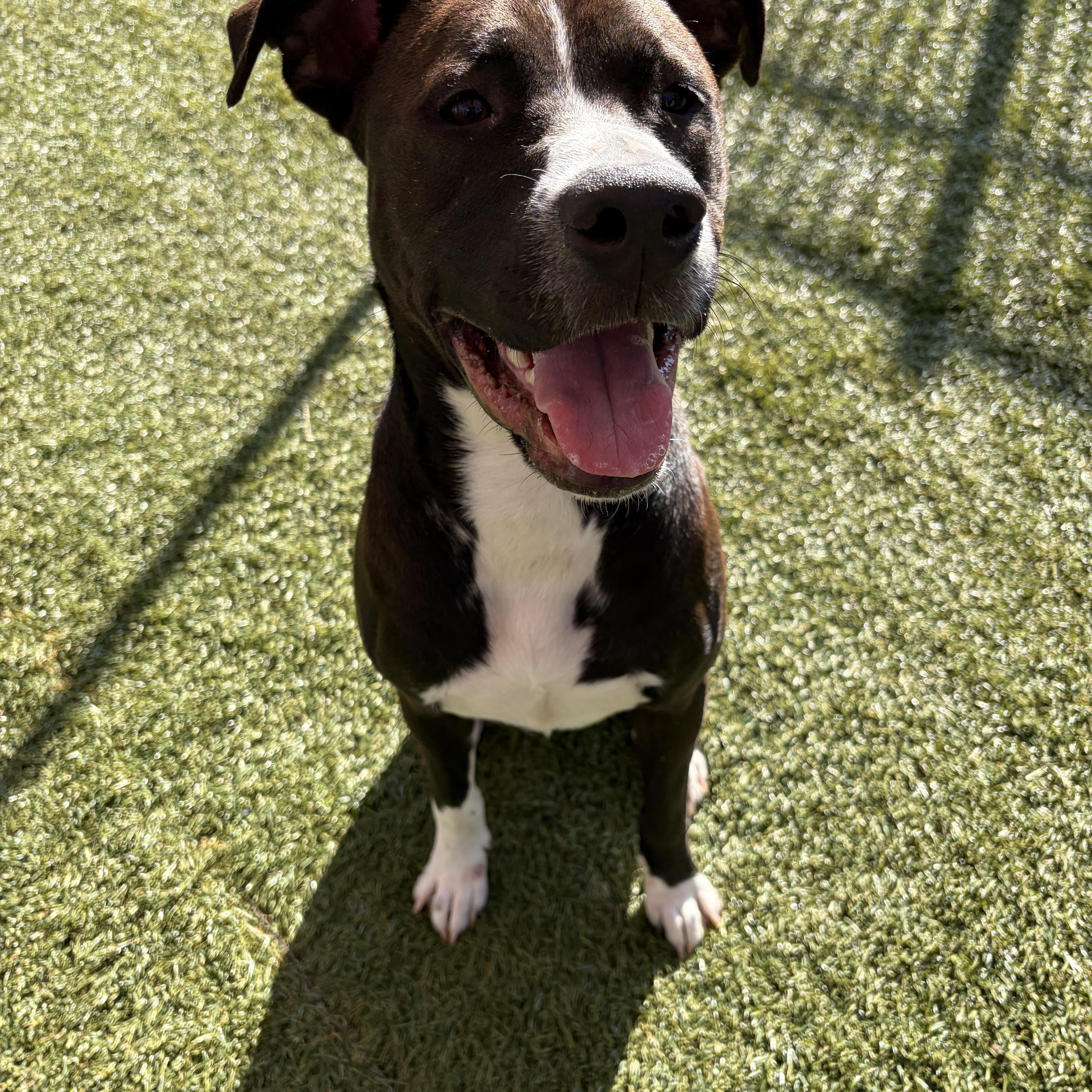 Enlarge Nico, a Adoptable mixed breed in Waxhaw, NC image 4/6