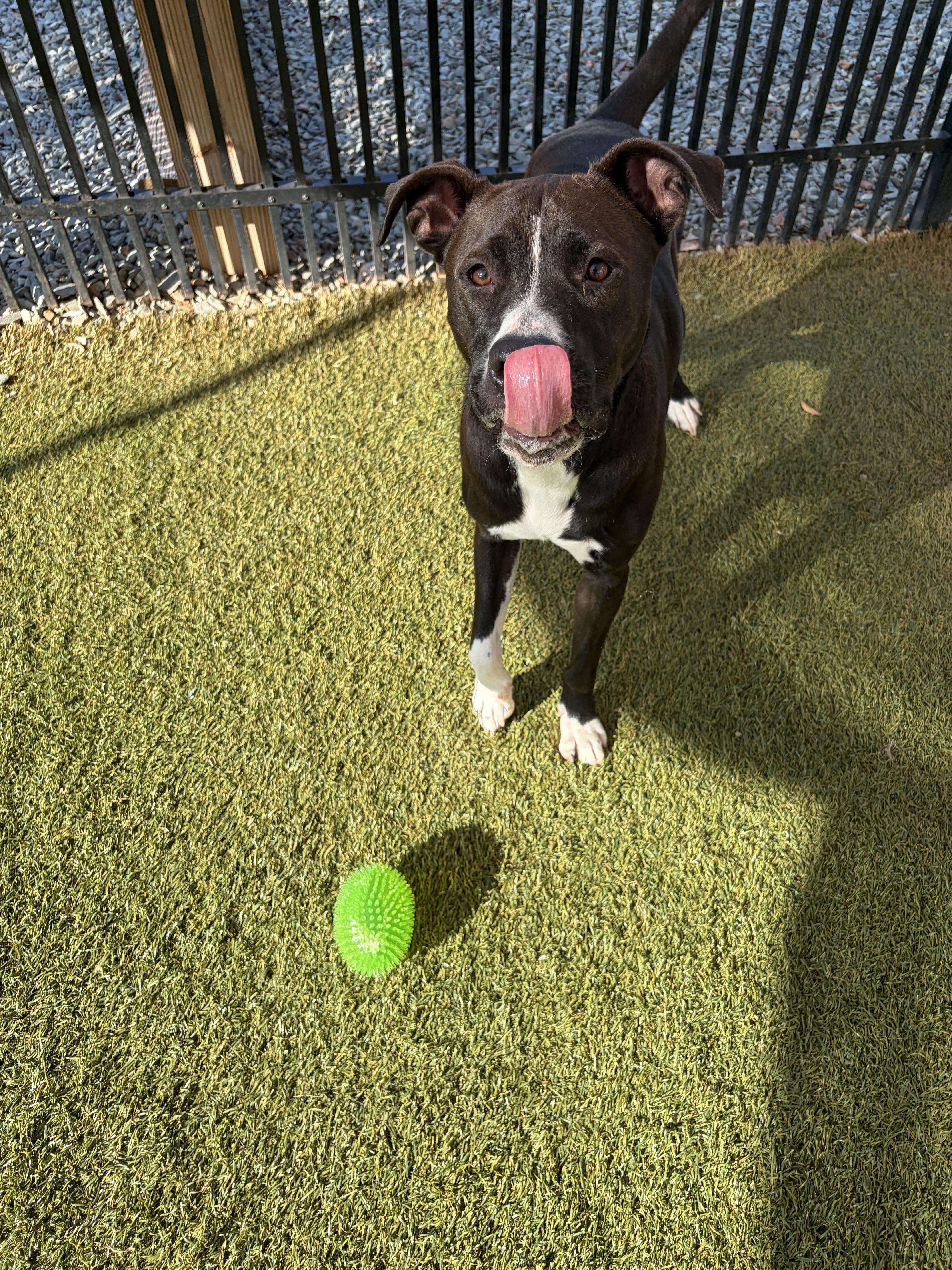 Nico, a ADOPTABLE mixed breed in Waxhaw, NC image 4/6