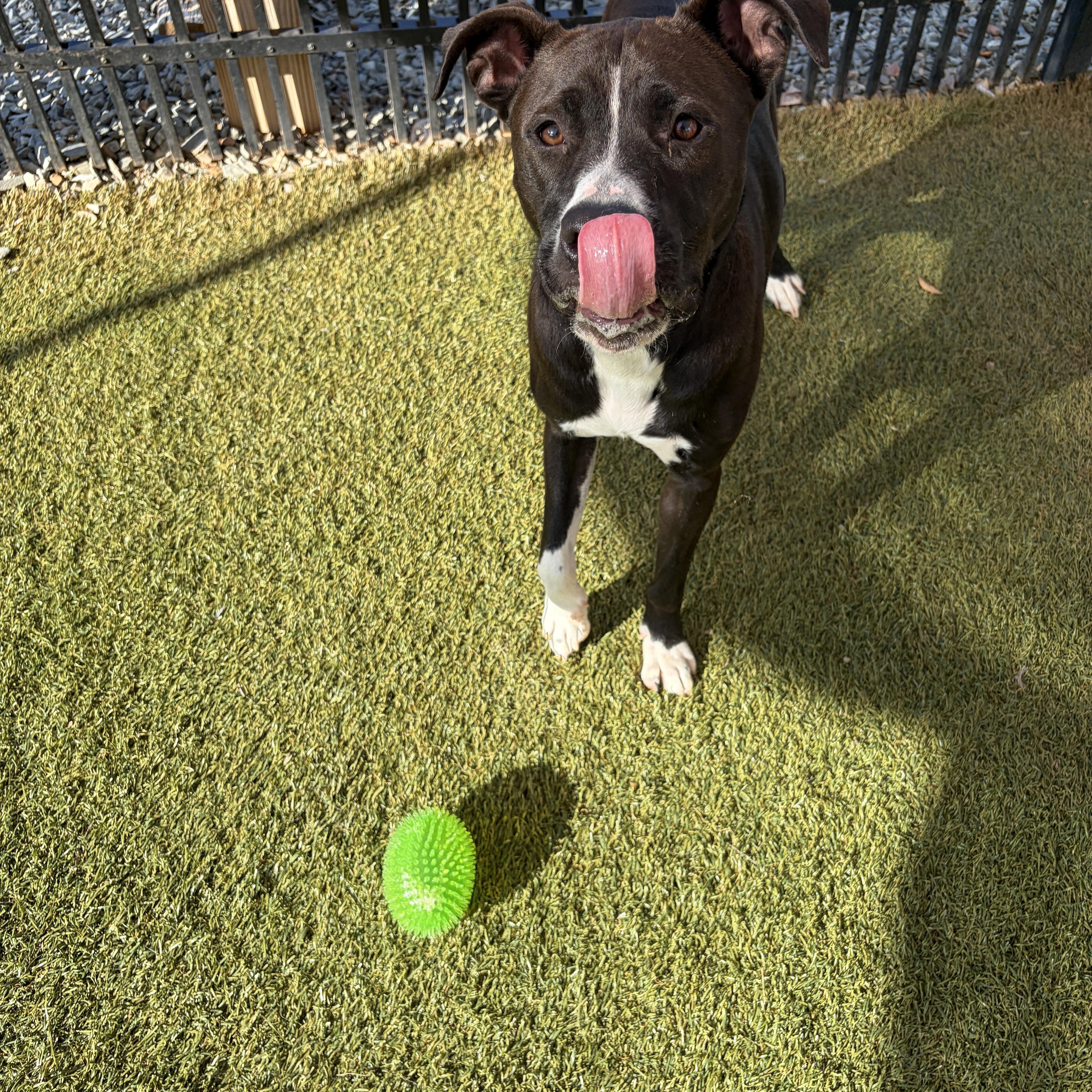 Enlarge Nico, a Adoptable mixed breed in Waxhaw, NC image 5/6