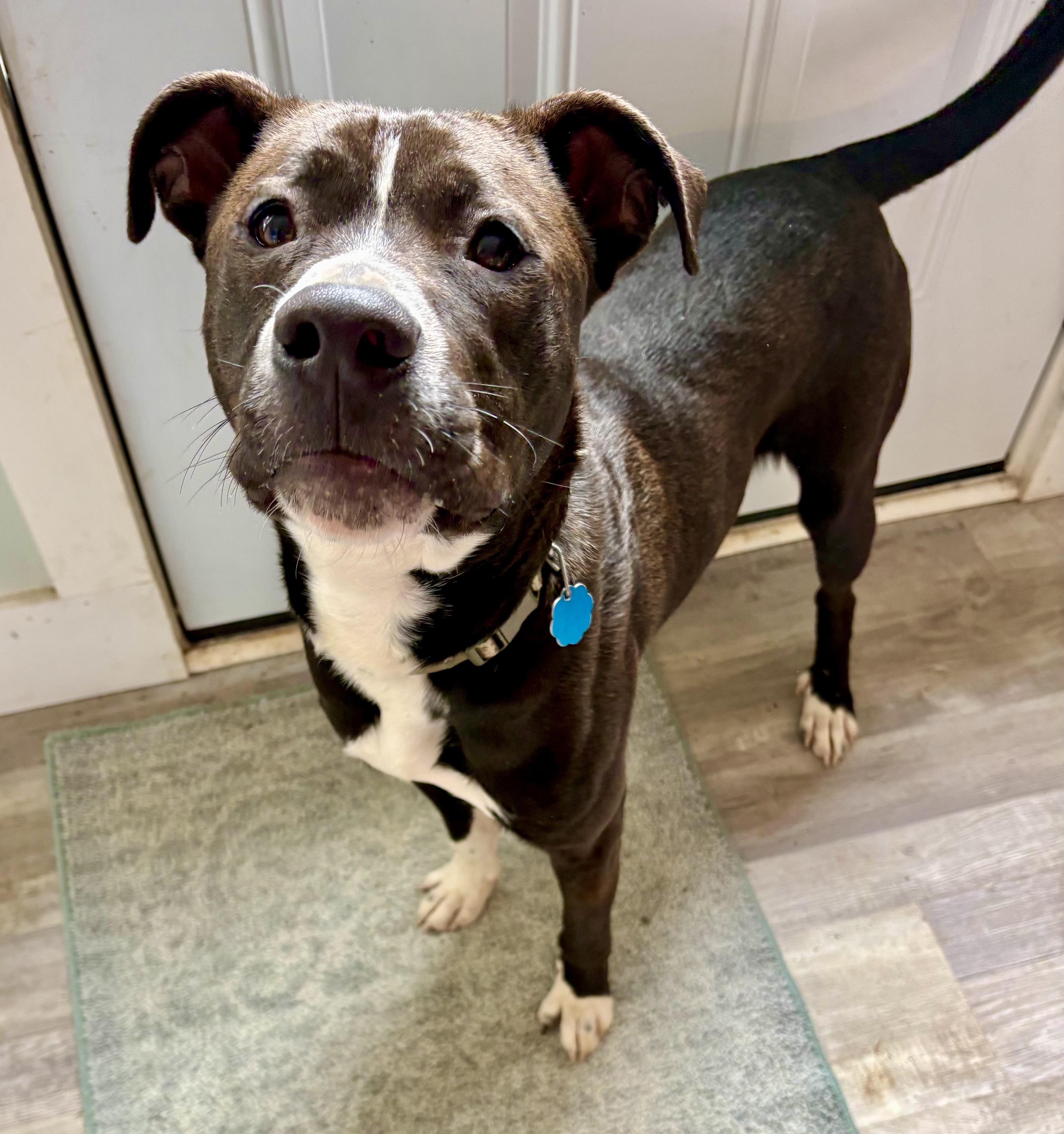 Enlarge Nico, a ADOPTABLE mixed breed in Waxhaw, NC image 5/5