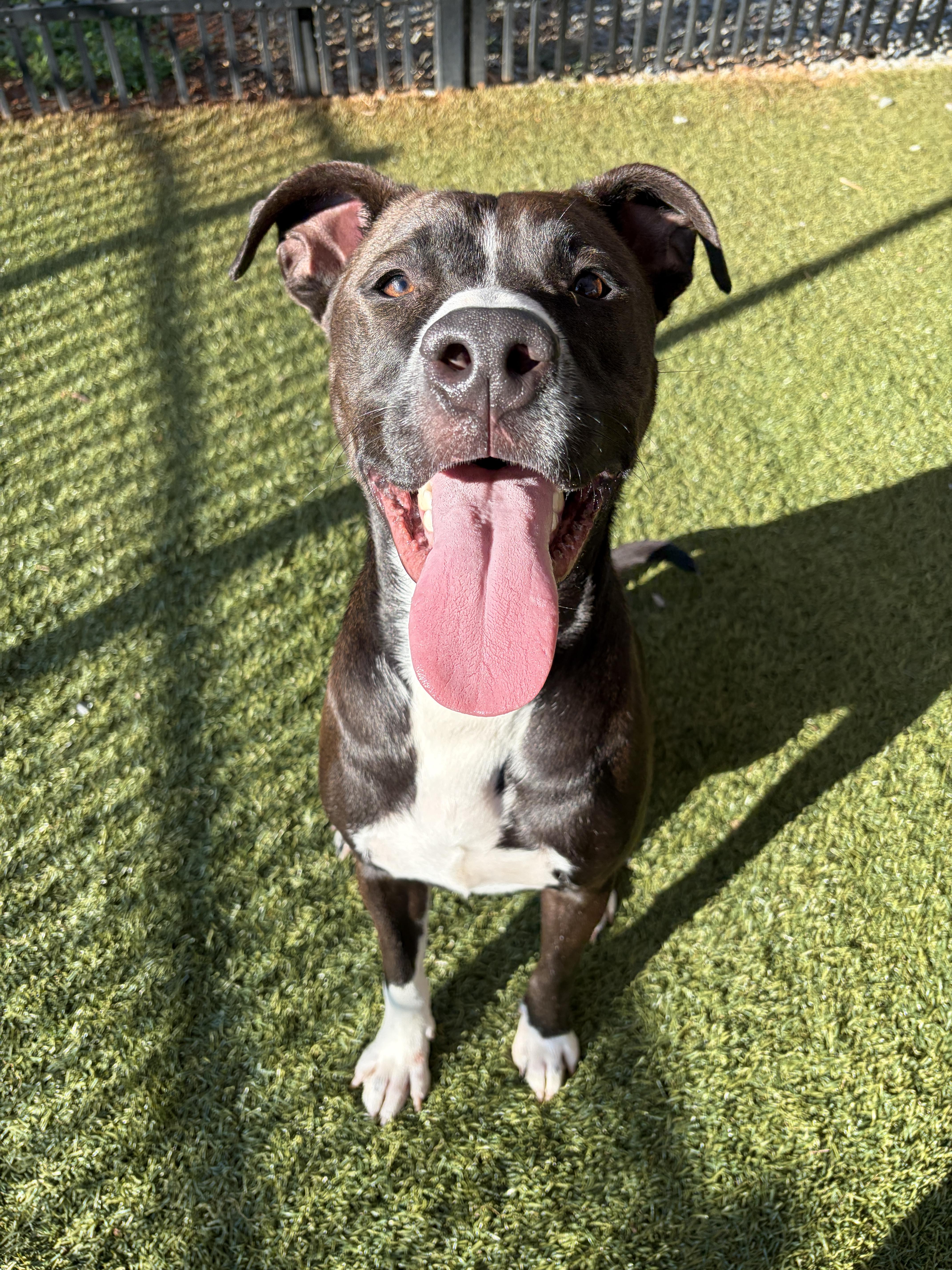 Nico, a ADOPTABLE mixed breed in Waxhaw, NC image 6/6