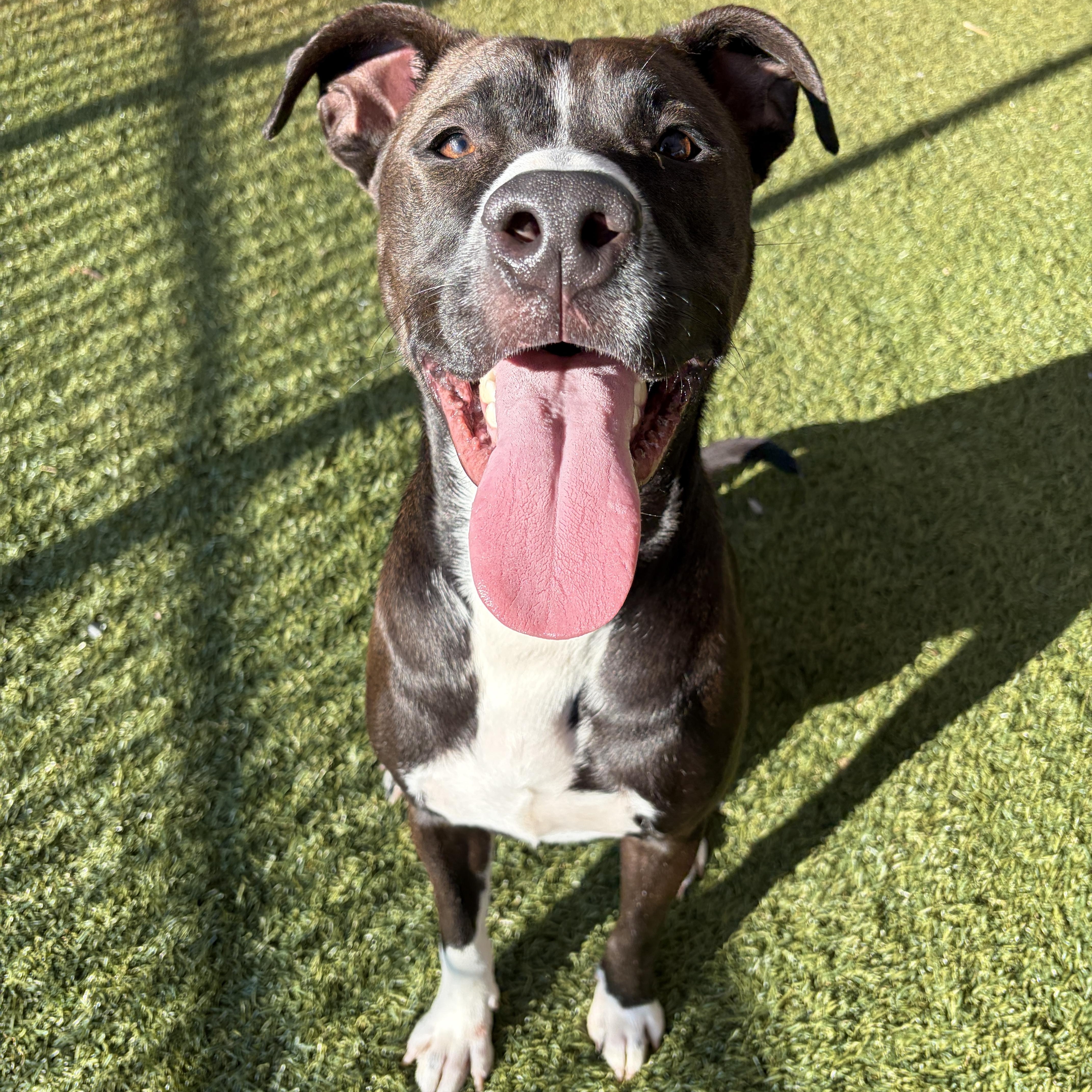 Enlarge Nico, a Adoptable mixed breed in Waxhaw, NC image 6/6