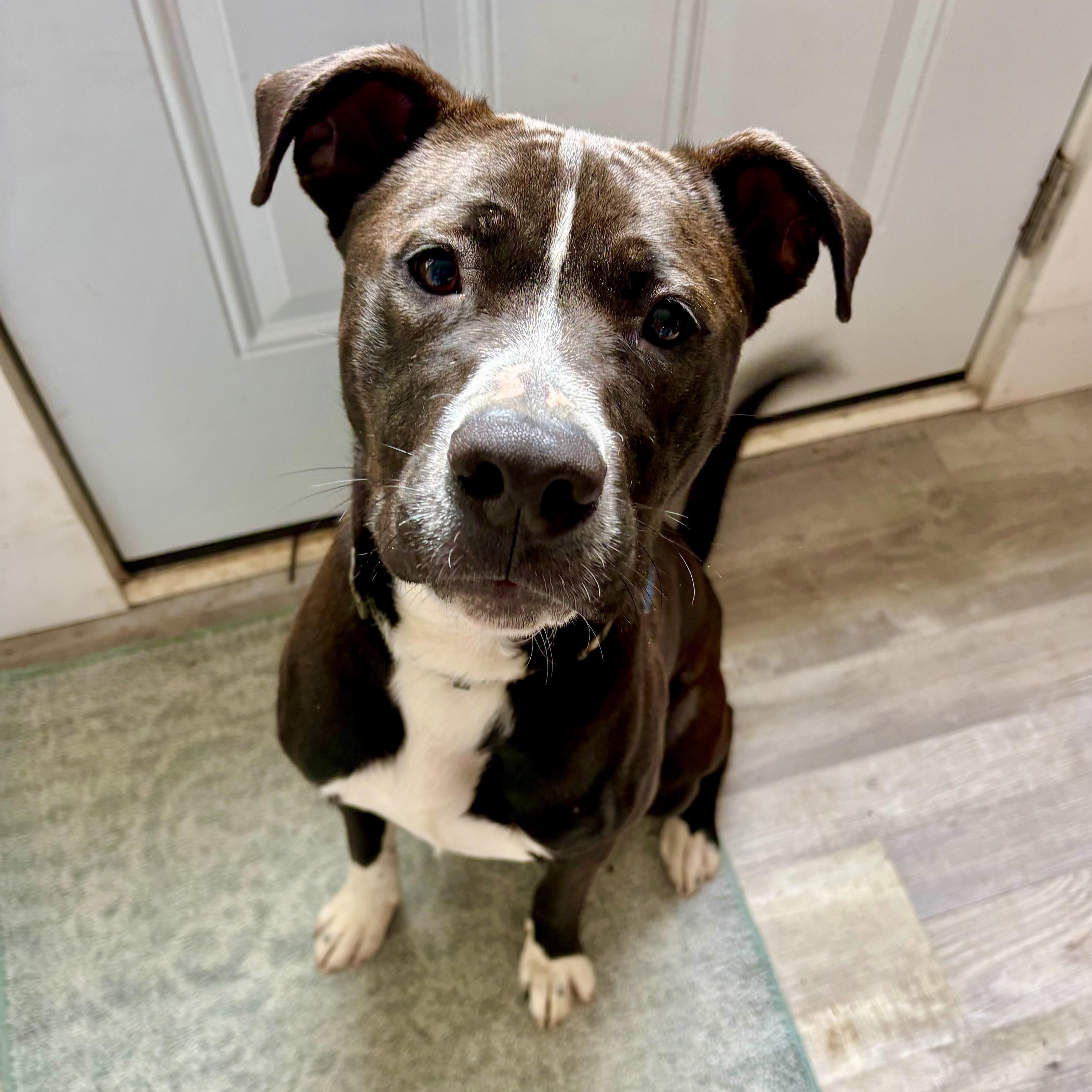 Nico, ADOPTABLE, Young Male Labrador Retriever & Pit Bull Terrier.