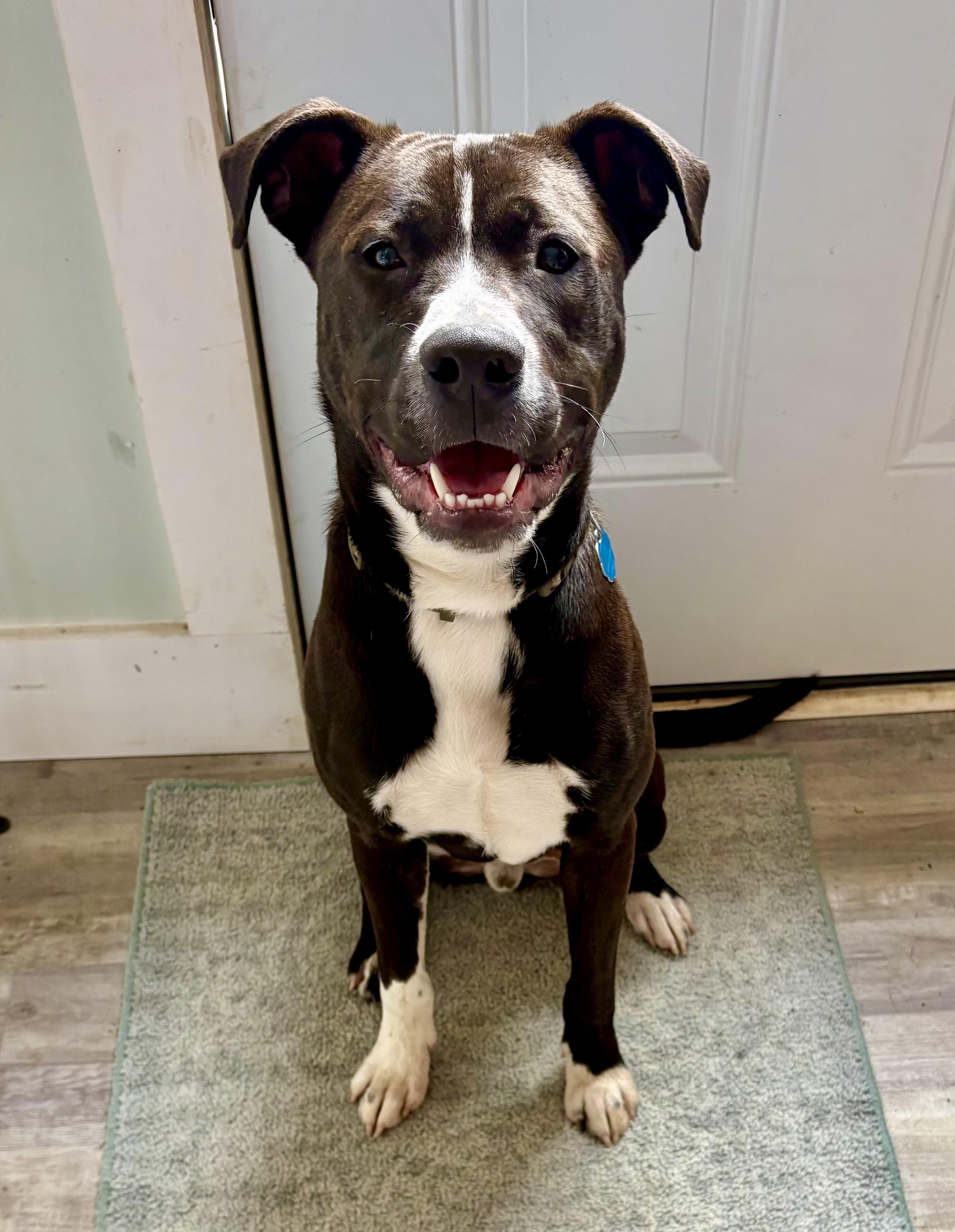 Nico, ADOPTABLE, Young Male Labrador Retriever & Pit Bull Terrier.