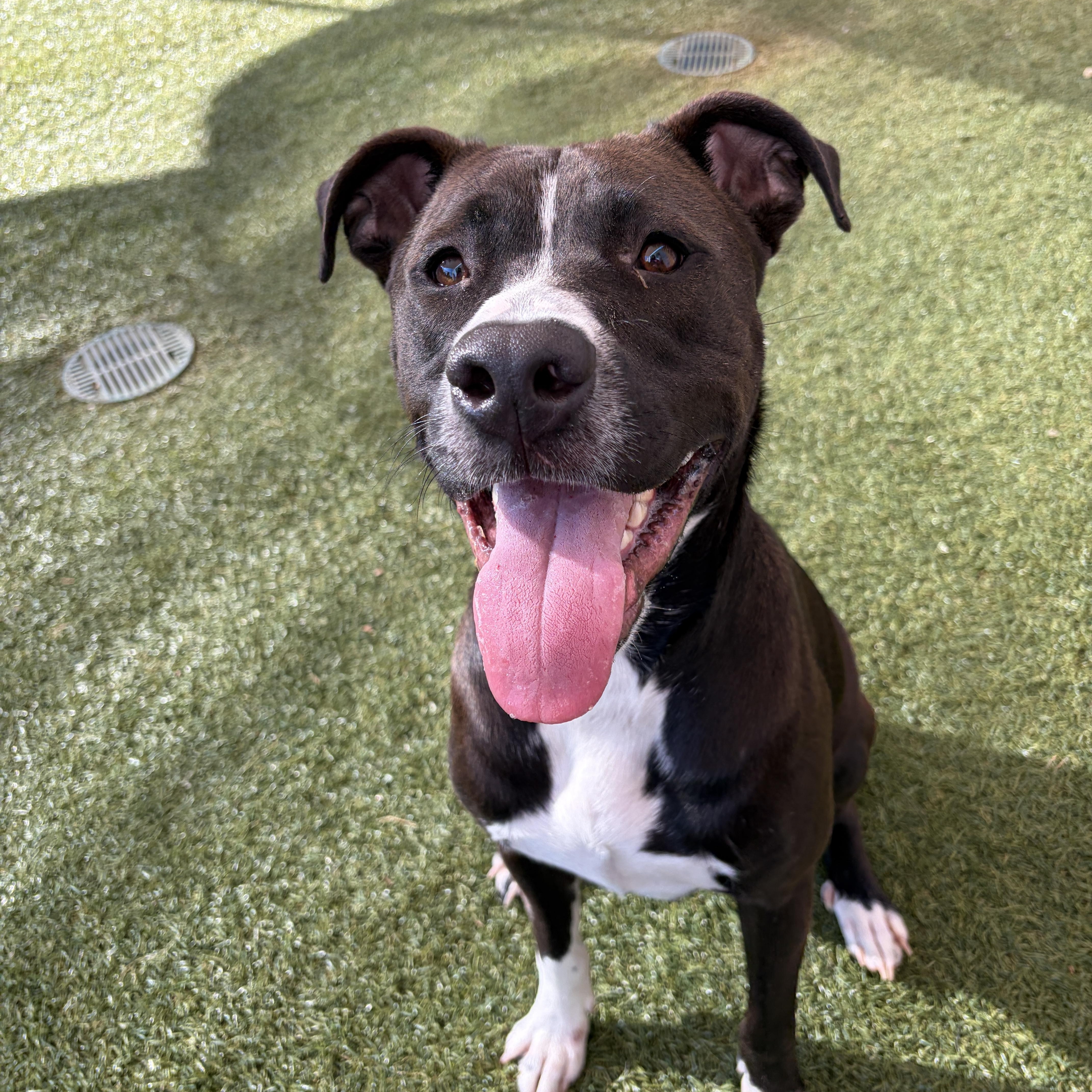Nico, Adoptable, Young Male Labrador Retriever & Pit Bull Terrier.