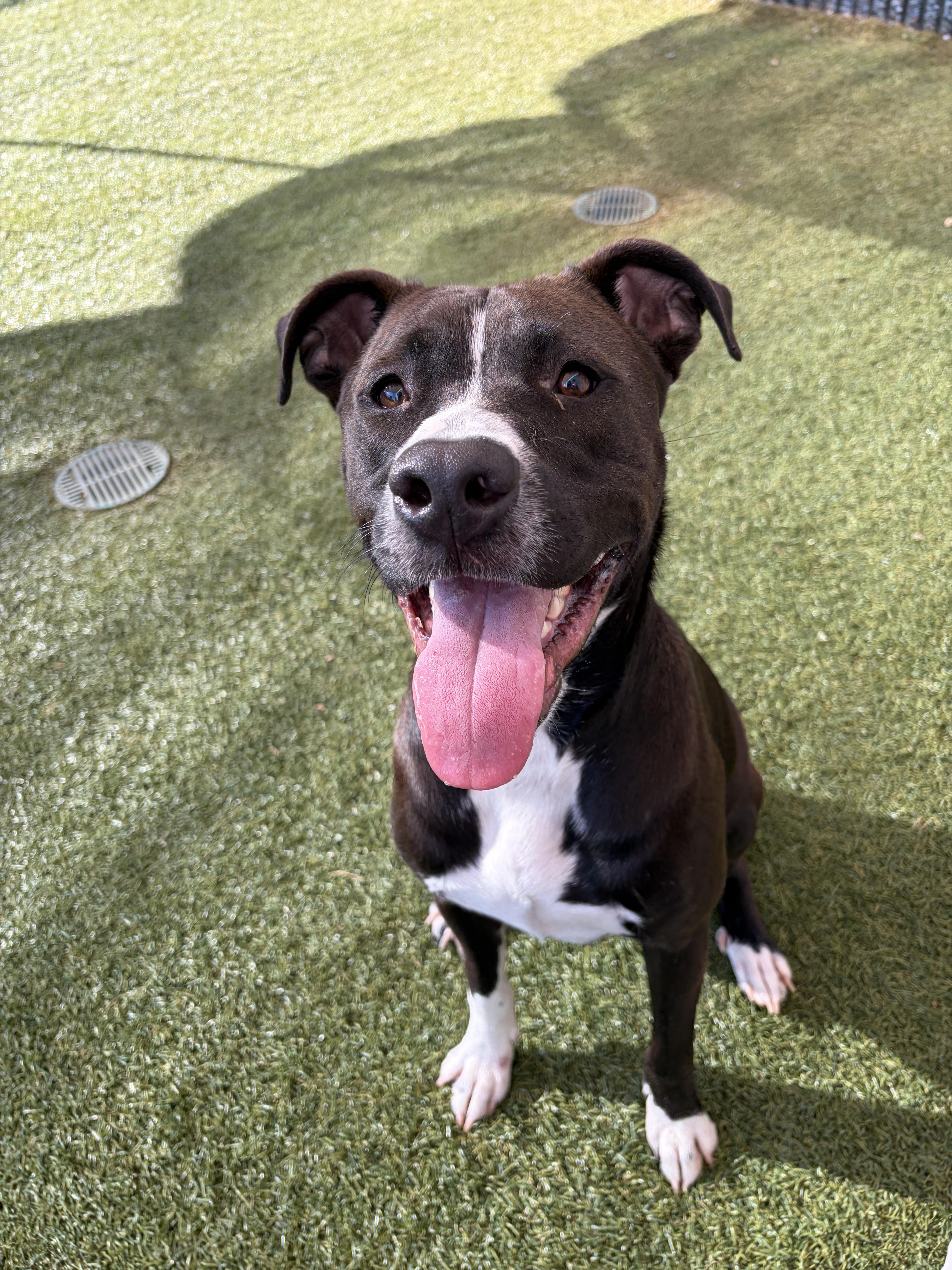 Nico, a ADOPTABLE mixed breed in Waxhaw, NC image 5/6