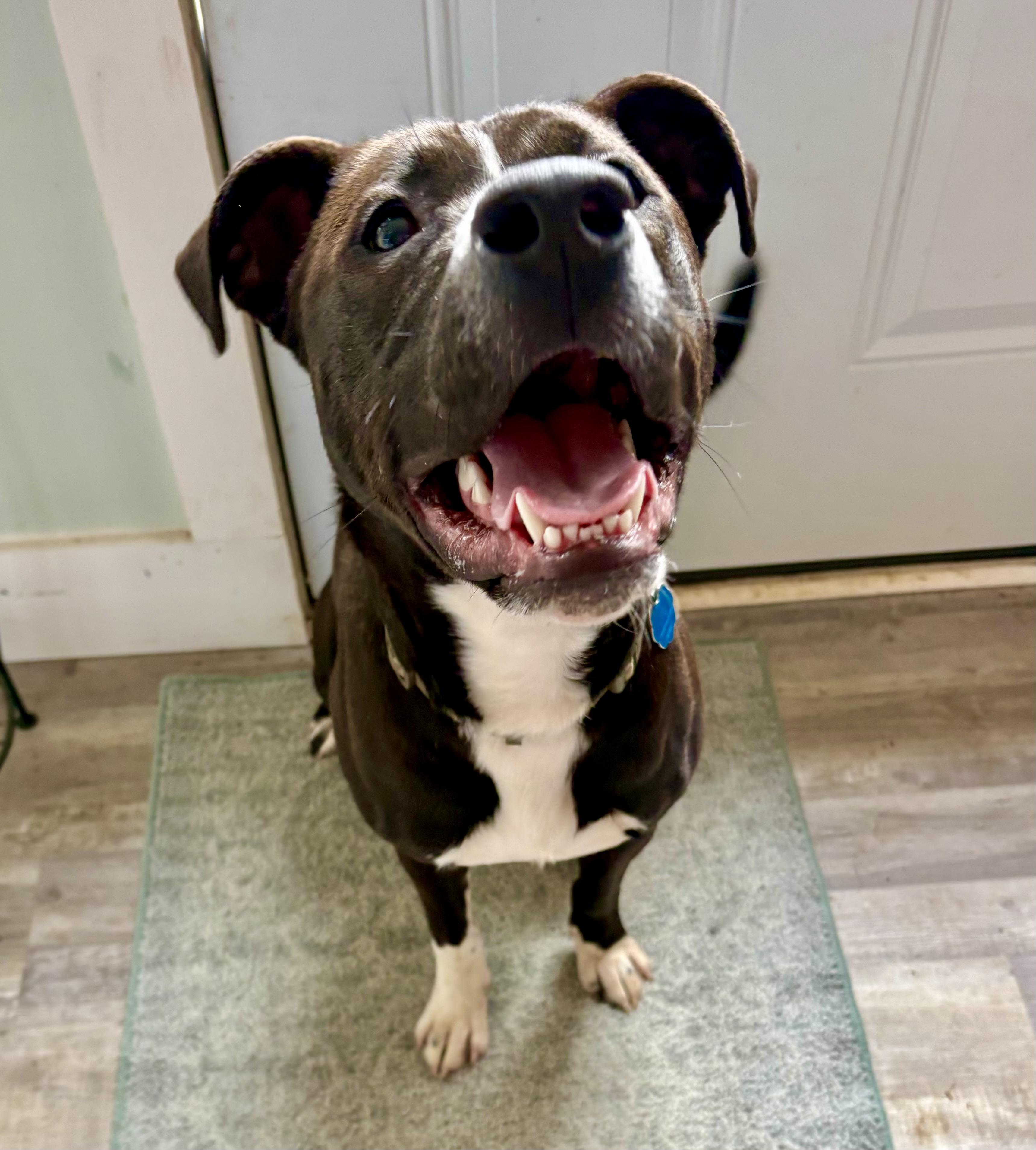 Enlarge Nico, a ADOPTABLE mixed breed in Waxhaw, NC image 3/5