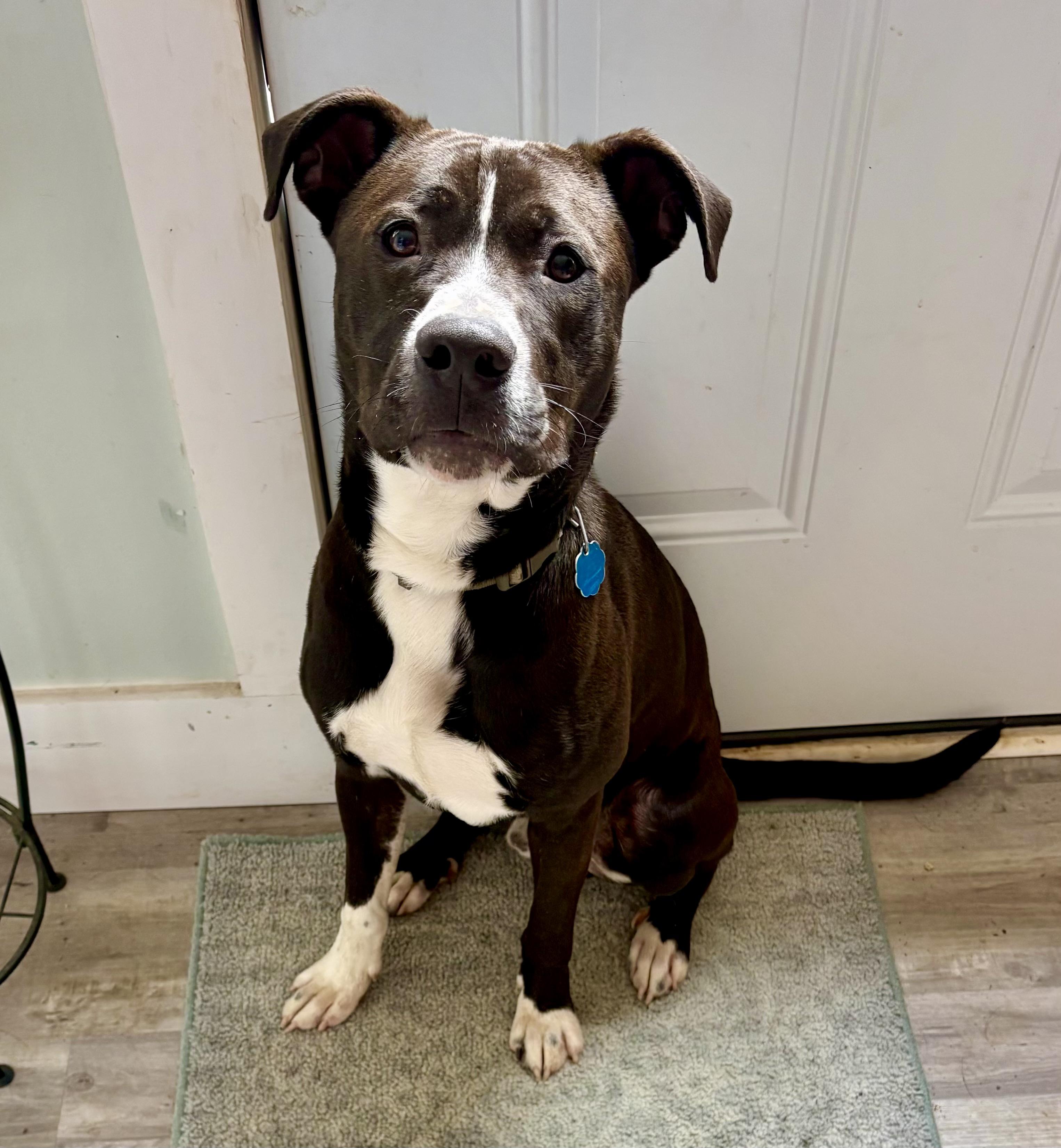 Enlarge Nico, a ADOPTABLE mixed breed in Waxhaw, NC image 4/5