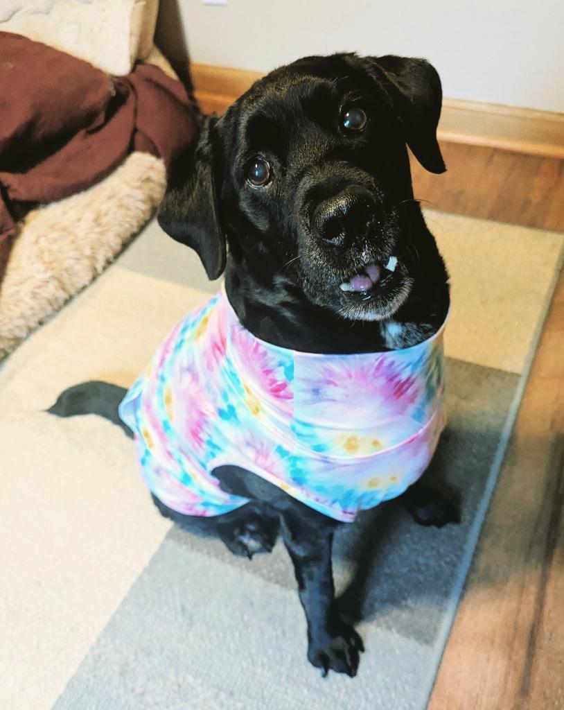 Rowena, a Adoptable mixed breed in Johnston, IA image 5/6