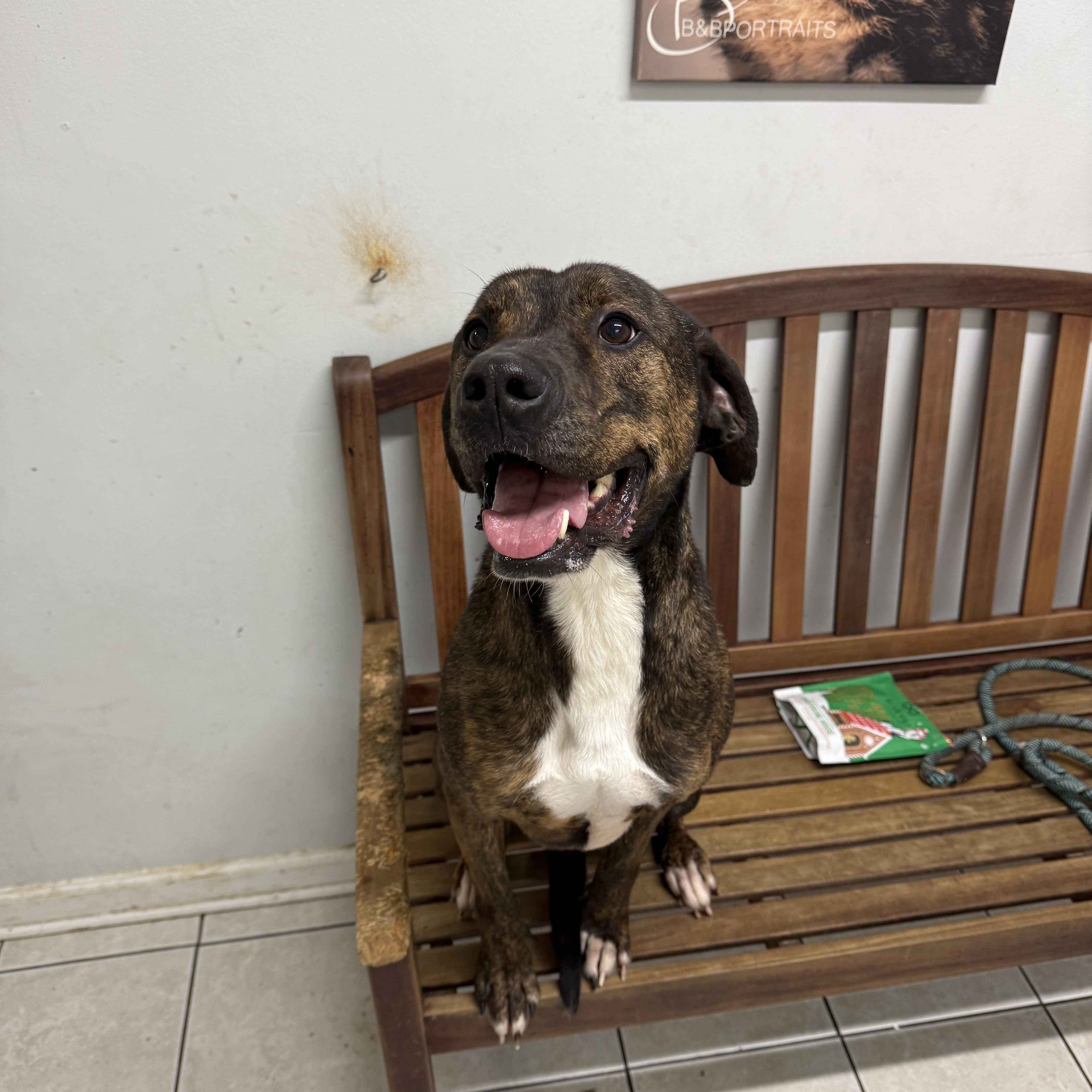 Ryder, Adoptable, Adult Male Plott Hound.