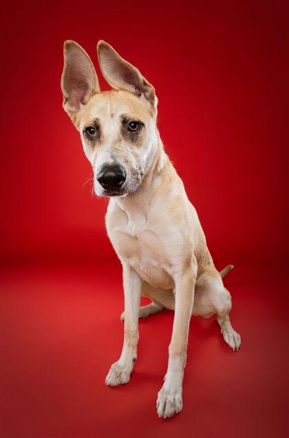 Hermes, Adoptable, Adult Male Cattle Dog & Mixed Breed.
