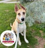 Hermes, a Adoptable mixed breed in Phoenix, AZ image 2/2