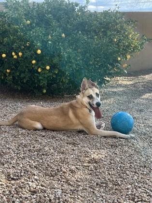 Enlarge Hermes, a Adoptable mixed breed in Phoenix, AZ image 1/3