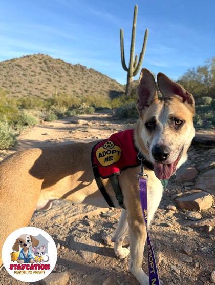 Enlarge Hermes, a Adoptable mixed breed in Phoenix, AZ image 1/3