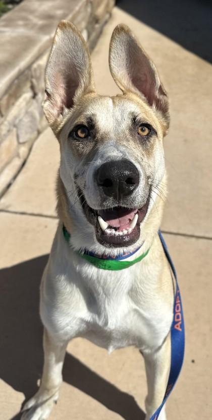 Enlarge Hermes, a Adoptable mixed breed in Phoenix, AZ image 2/3