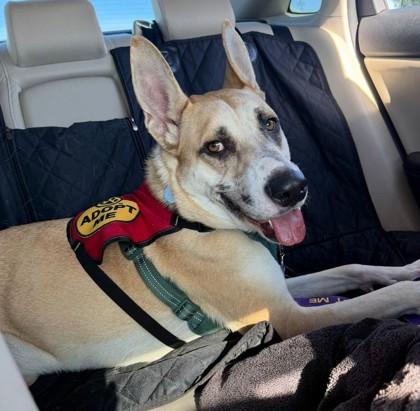 Enlarge Hermes, a Adoptable mixed breed in Phoenix, AZ image 3/3