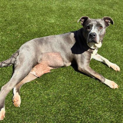 Enlarge Jubilee, a Adoptable mixed breed in Gastonia, NC image 1/3