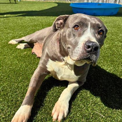 Enlarge Jubilee, a Adoptable mixed breed in Gastonia, NC image 2/3