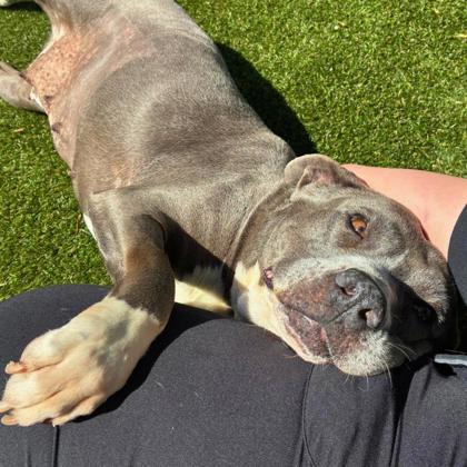 Enlarge Jubilee, a Adoptable mixed breed in Gastonia, NC image 3/3