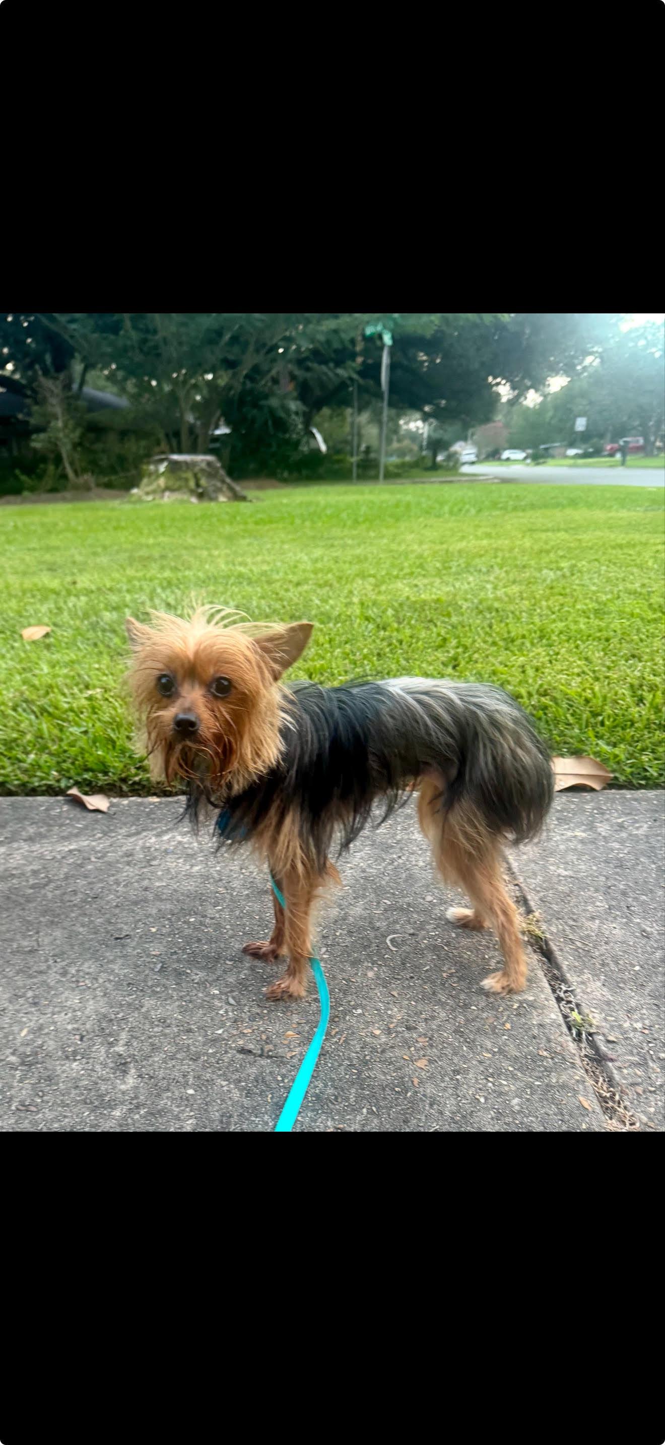 Shiloh - So Tiny!, Adopted, Adult Female Yorkshire Terrier.