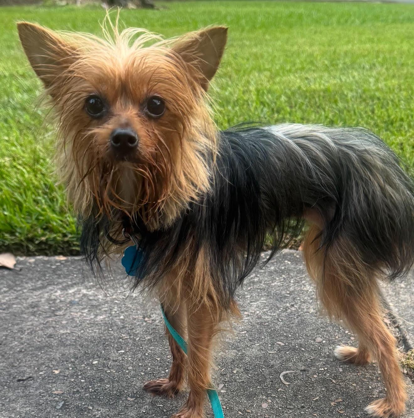 Enlarge Shiloh - So Tiny!, a Adopted Yorkshire Terrier in Oakhurst, NJ image 2/2