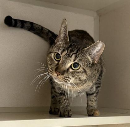 Lacey, Adoptable, Young Female Domestic Short Hair & Domestic Short Hair.