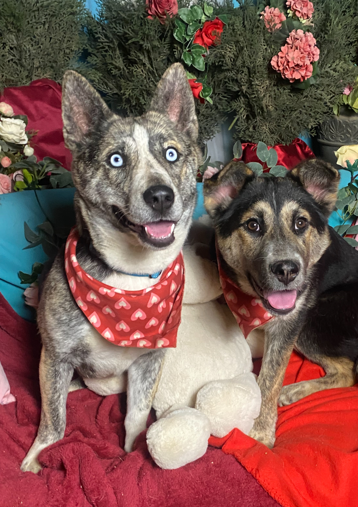 Enlarge Adorable corgi mix  Polly, a Adoptable mixed breed in Acton, CA image 6/6