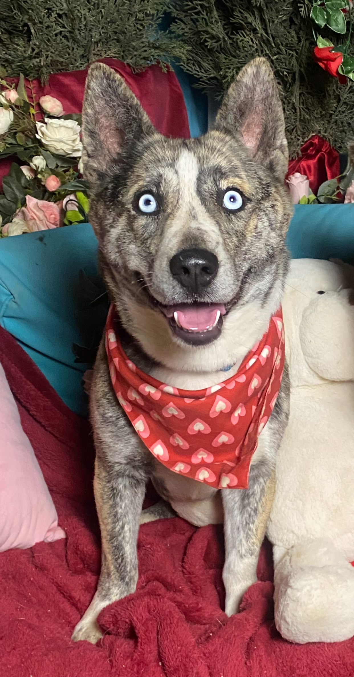 Adorable corgi mix  Polly, Young Female Corgi