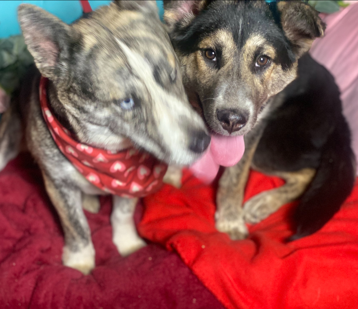 Enlarge Adorable corgi mix  Polly, a Adoptable mixed breed in Acton, CA image 2/6