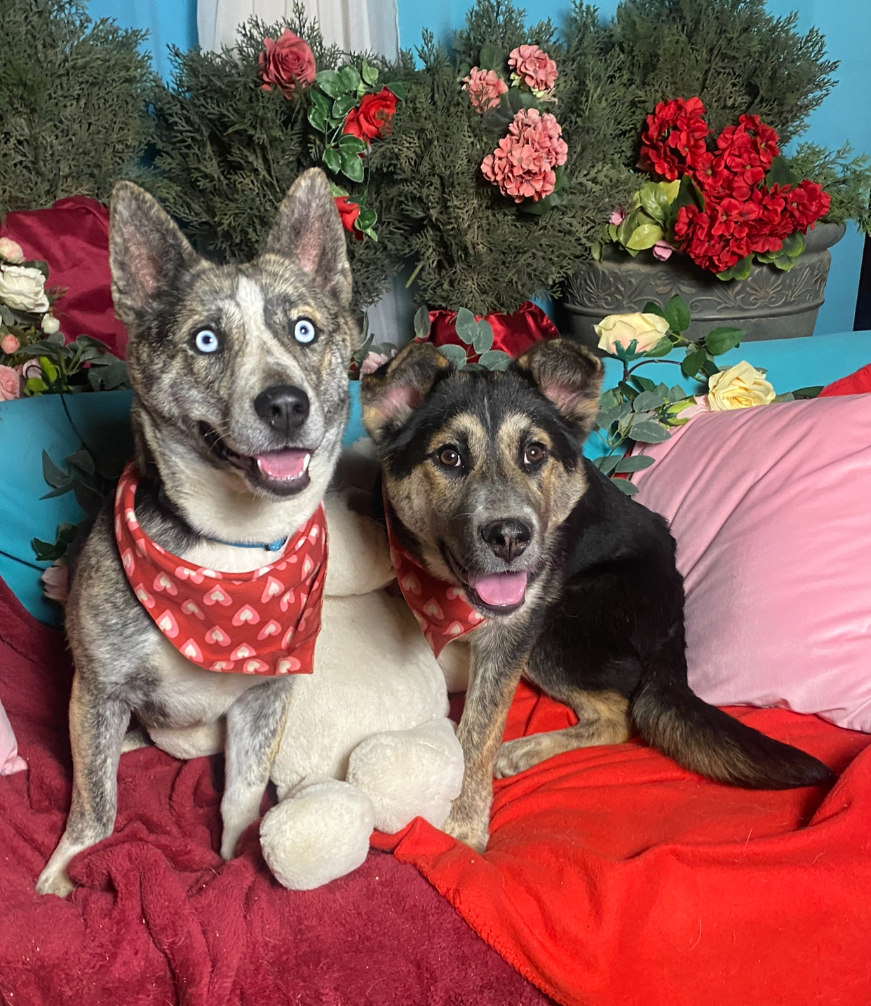 Adorable corgi mix Polly photo 4
