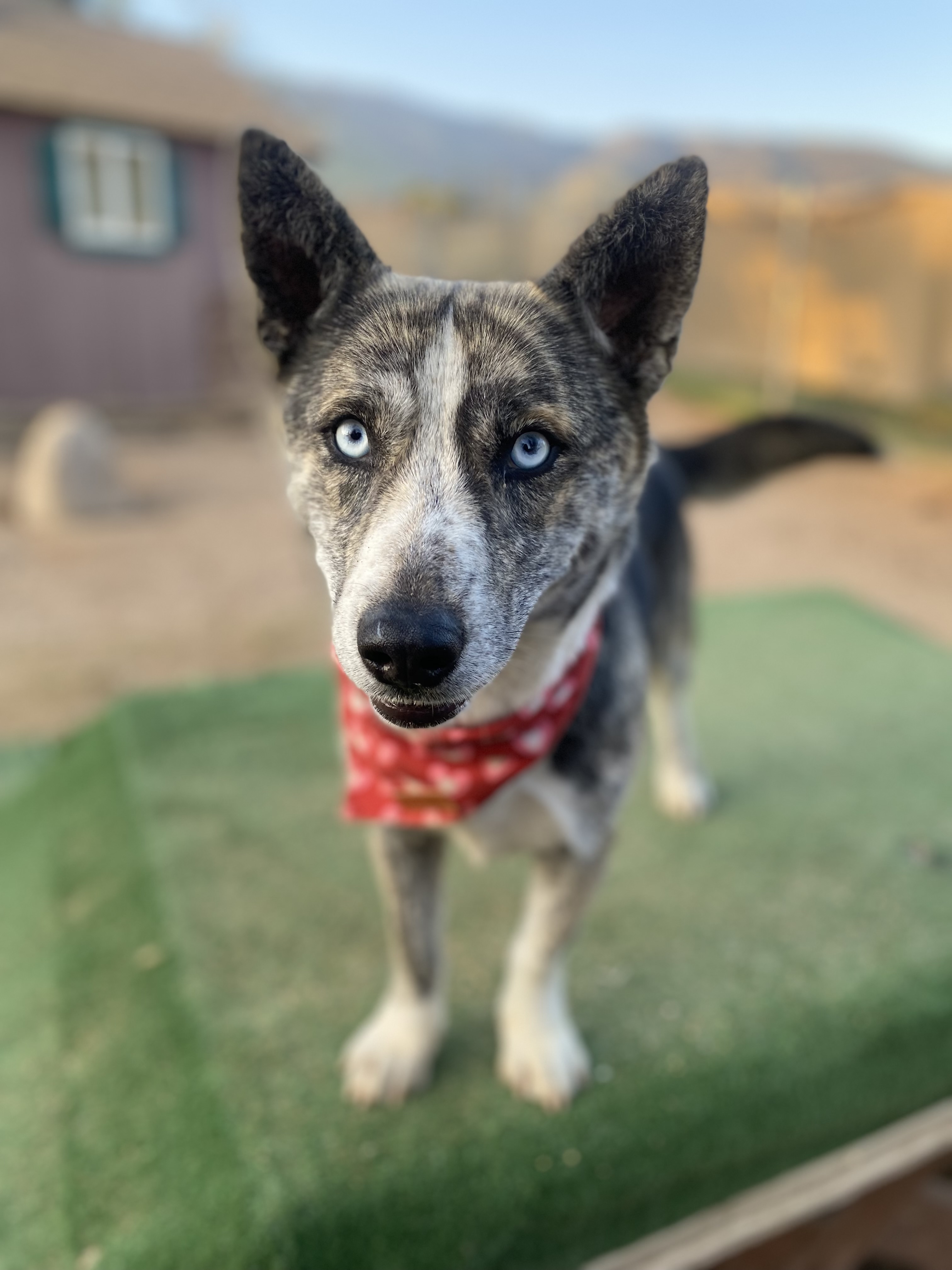 Adorable corgi mix Polly photo 2