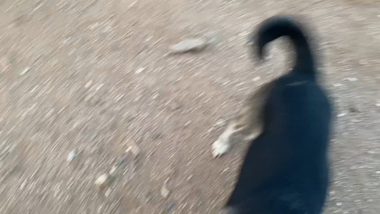 Enlarge Adorable corgi mix  Polly, a Adoptable mixed breed in Acton, CA video 5/6